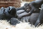 Gorile Kijivu se před Vánoci narodil sameček