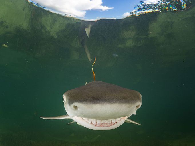 Comedy Wildlife Photography Awards 2017, finalisté soutěže