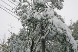 Sníh zatěžuje a láme stromy