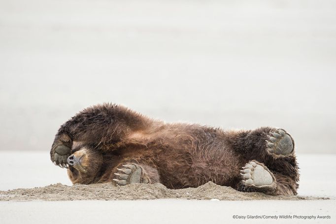 Vítězné snímky ze soutěže Comedy Wildlife Photography Awards 2020