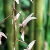 Orchideje v botanické zahradě