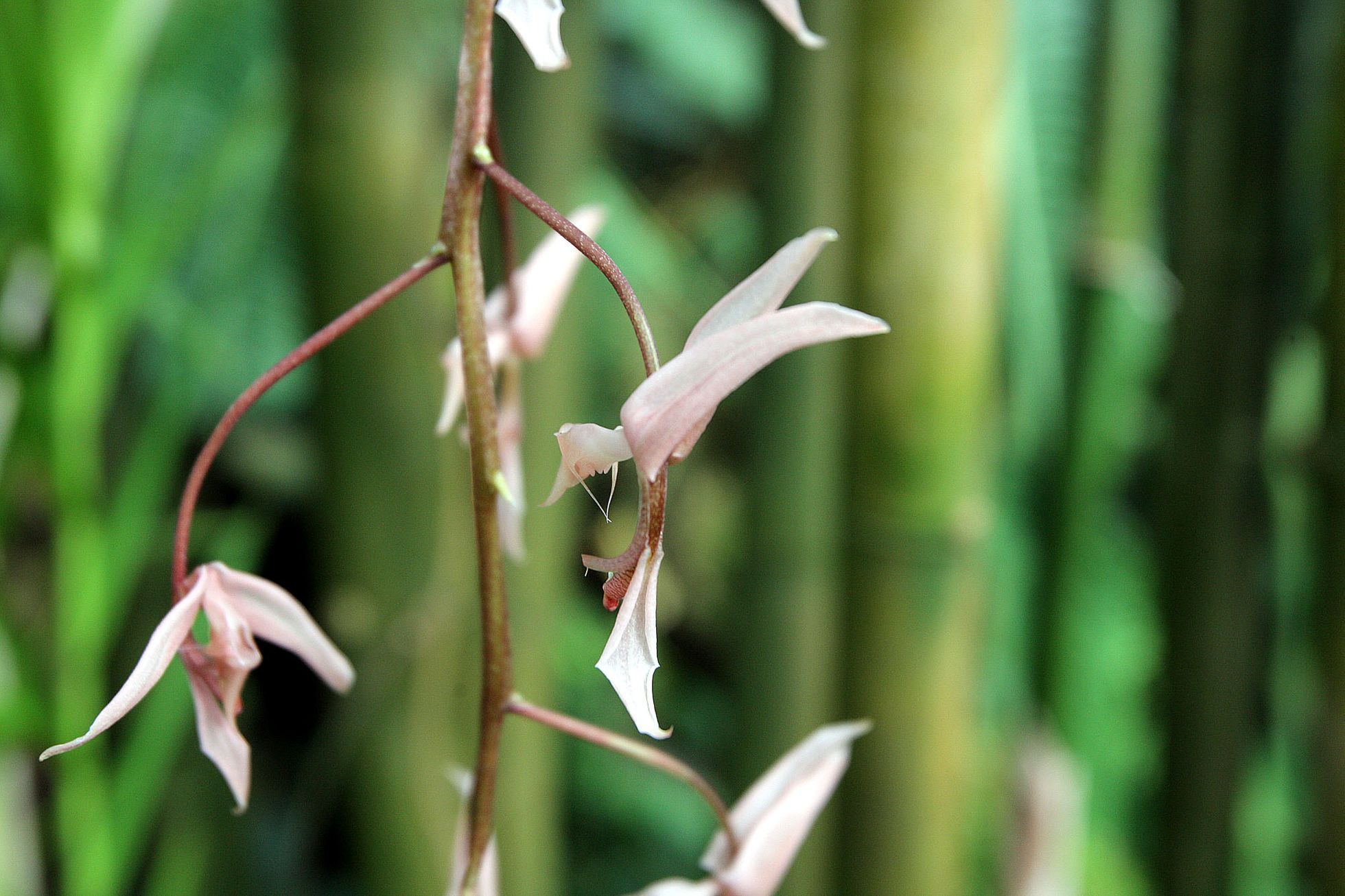 Orchideje v botanické zahradě