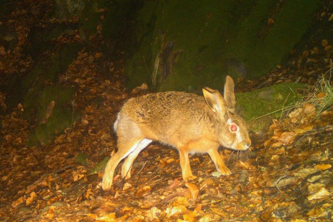 Zajíc polní. Záběr z fotopasti instalované na území CHKO – Brdy (výřez ze snímku)