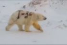 Lednímu medvědovi někdo nastříkal na kožich značku, ochránci se bojí o jeho život