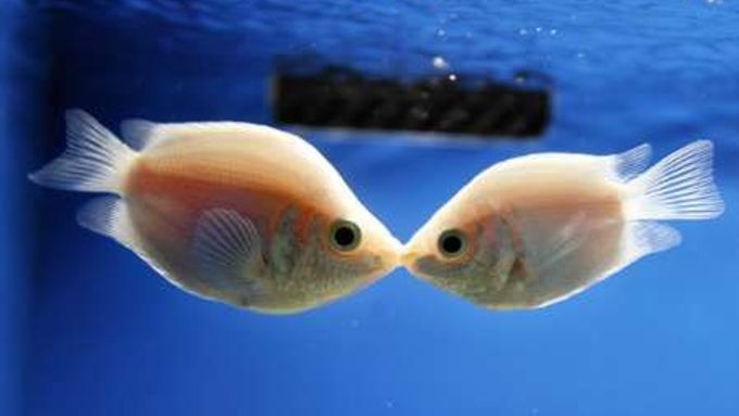 Párek pusinkujících se rybek "gourami" byl na sv. Valentýna v shanghajském oceanáriu velikou atrakcí. Ovšem pro tuto rybu je "líbání" zcela normální způsob kontaktu se světem.