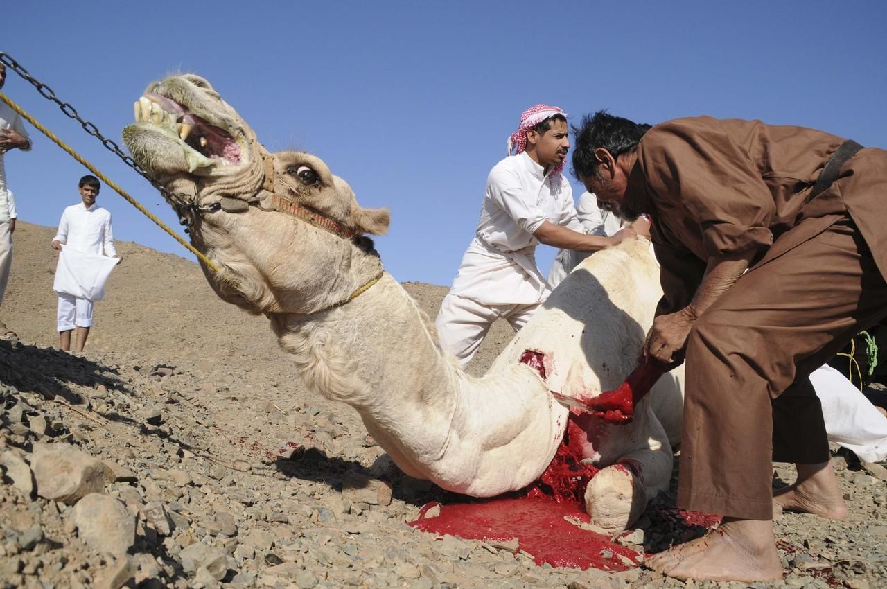 Foto: Muslimský svátek Íd al-adhá přinesl smrt nespočtu zvířat