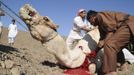 Saudis slaughter a camel on the first day of Eid-al-Adha in Tabouk, 1,500 km (932 miles) from Riyadh October 26, 2012. Muslims around the world celebrate Eid-al-Adha to mark the end of the Haj by slaughtering sheep, goats, cows and camels to commemorate Prophet Abraham's willingness to sacrifice his son Ismail on God's command. REUTERS/Mohamed Alhwaity (SAUDI ARABIA - Tags: RELIGION ANIMALS) Published: Říj. 26, 2012, 1:50 odp.