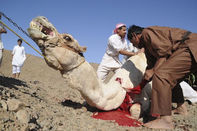 Saudis slaughter a camel on the first day of Eid-al-Adha in Tabouk, 1,500 km (932 miles) from Riyadh October 26, 2012. Muslims around the world celebrate Eid-al-Adha to mark the end of the Haj by slaughtering sheep, goats, cows and camels to commemorate Prophet Abraham's willingness to sacrifice his son Ismail on God's command. REUTERS/Mohamed Alhwaity (SAUDI ARABIA - Tags: RELIGION ANIMALS) Published: Říj. 26, 2012, 1:50 odp.