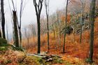 Lesní fenomén zapsaný v UNESCO. Tak vypadá jedinečná krása Jizerskohorských bučin