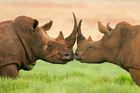 Američané vynalezli umělý roh nosorožce. Věří, že vzácná zvířata uchrání před pytláky