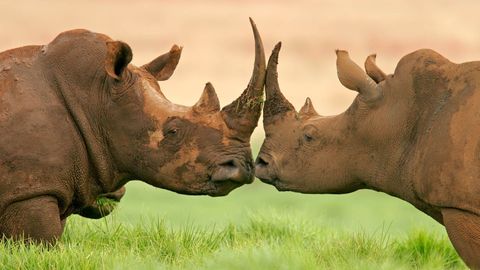 Vědci v San Franciscu vyrobili syntetické nosorožčí rohy