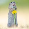 Finalisté soutěže Nikon Comedy Wildlife Awards 2024