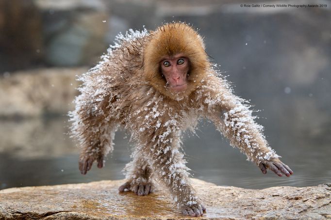 Comedy Wildlife Photography Awards 2019: výběr ze zatím zaslaných fotografií