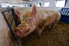 Video: Kvůli chřipce jsou masakrována prasata