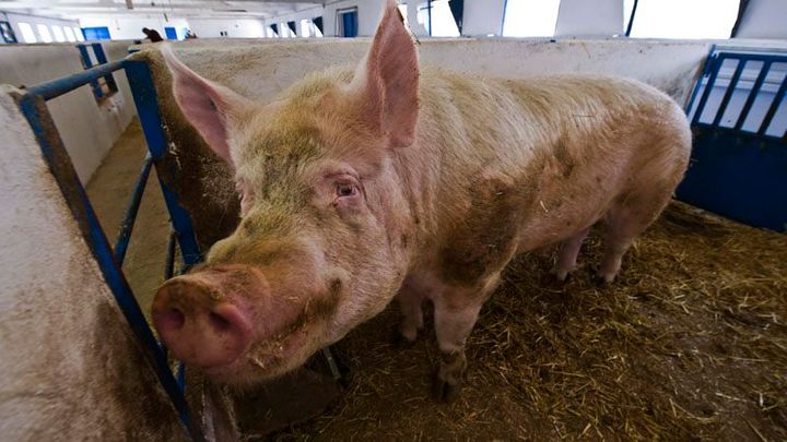 Čína bojuje s prasečí chřipkou, utratila více než milion zvířat. Cena vepřového roste