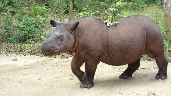 Nosorožec sumaterský v Indonésii.