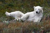 Pohoda polárního medvěda v kanadské divočině.