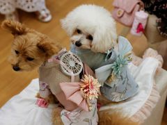 Firma Sweet Mommy vyrábí větrací obleček pro psi a kočky