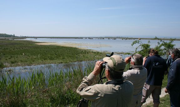 Pozorování ptáků na Neziderském jezeře
