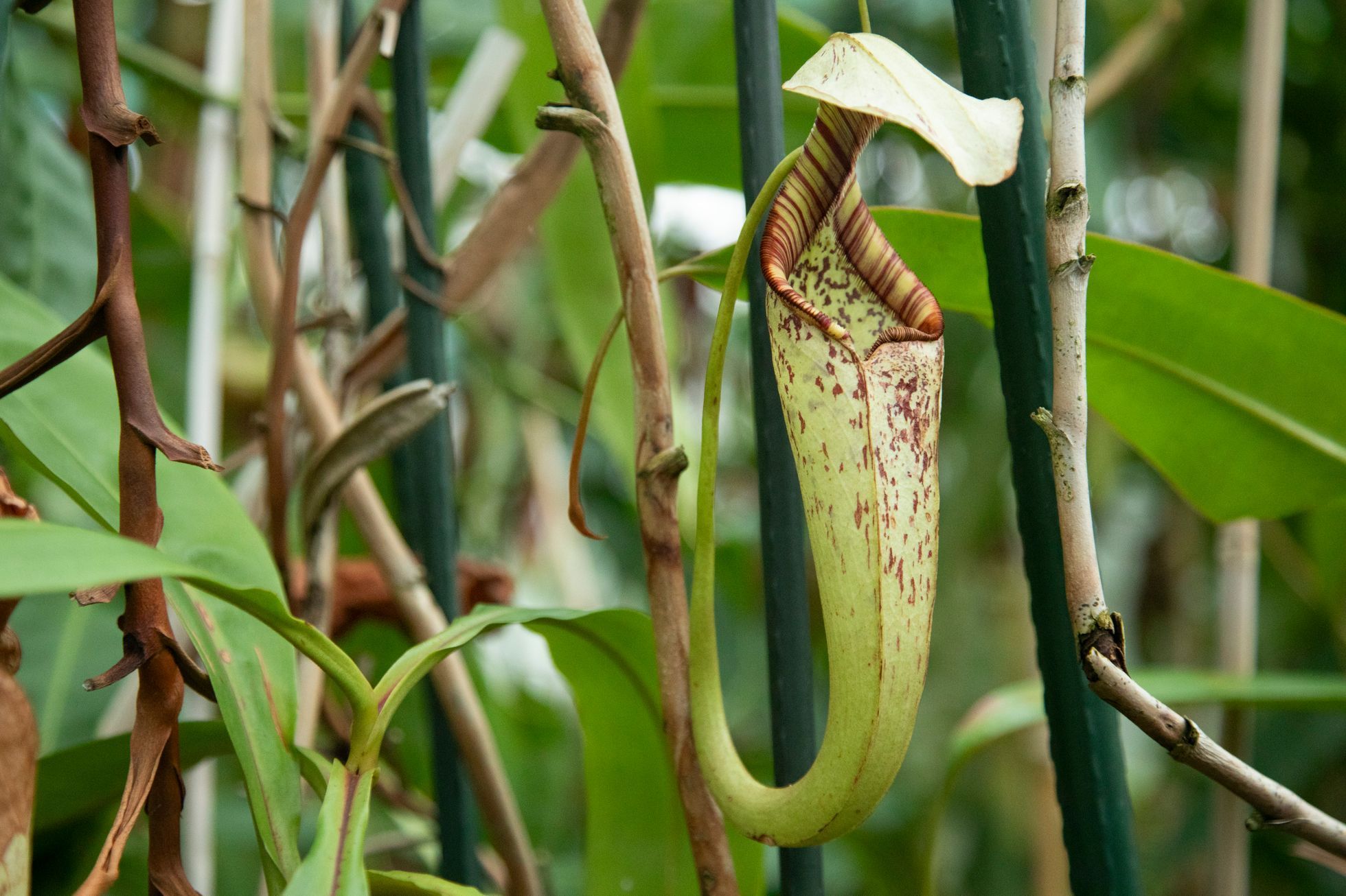 Masožravky v botanické zahradě v Troji