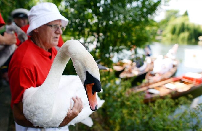 Swan Upping 7/15/2013 - London, England, United Kingdom: Swan Uppers take part in the Annual Swan Upping Ceremony on The River Thames in West London, United Kingdom. Swan