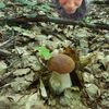 NEPOUŽÍVAT !!! Fotosoutěž houby 2017