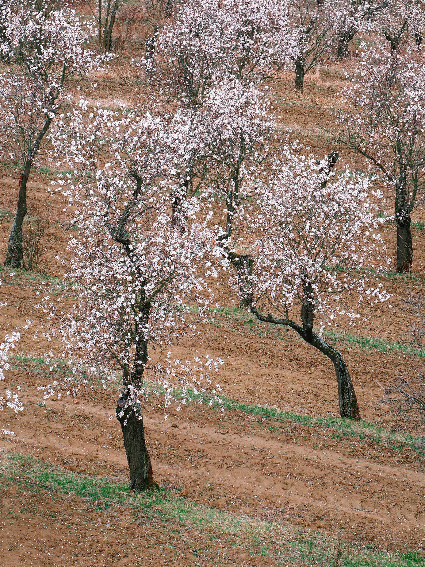 Mandloňové sady v Hustopečích v plném květu, březen 2024