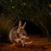 Wildlife Photographer of the Year 2024