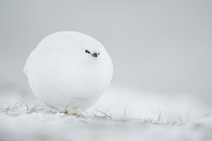 Vítězové soutěže Comedy Wildlife Photography Awards 2023