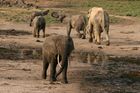 Nejmenších slonů pralesních nebezpečně ubylo. Nikdo si toho dlouho nevšiml