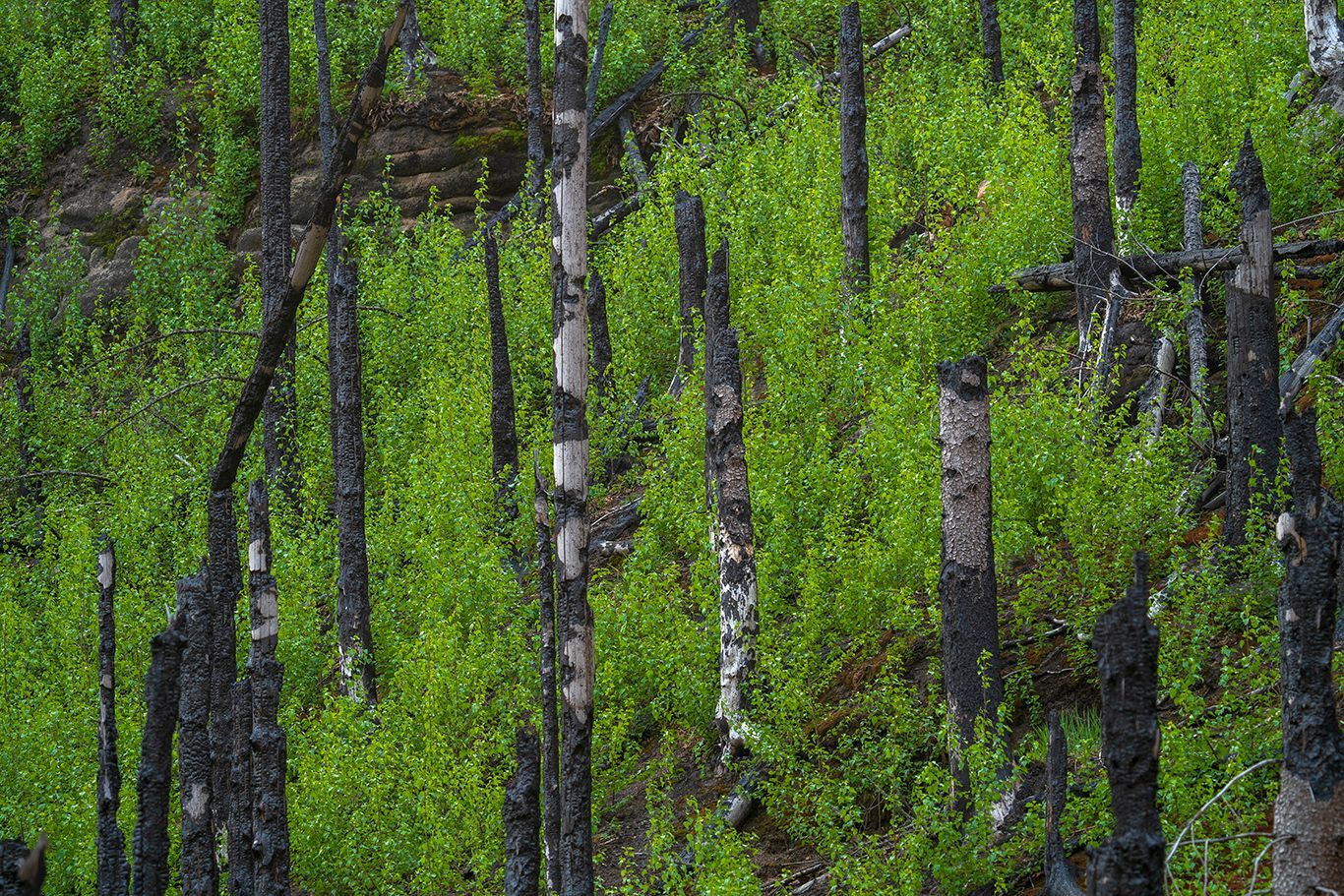 NP České Švýcarsko