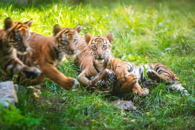 Ve vratislavské zoo se narodila vzácná mláďata tygra sumaterského.