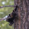 Finalisté soutěže Nikon Comedy Wildlife Awards 2024