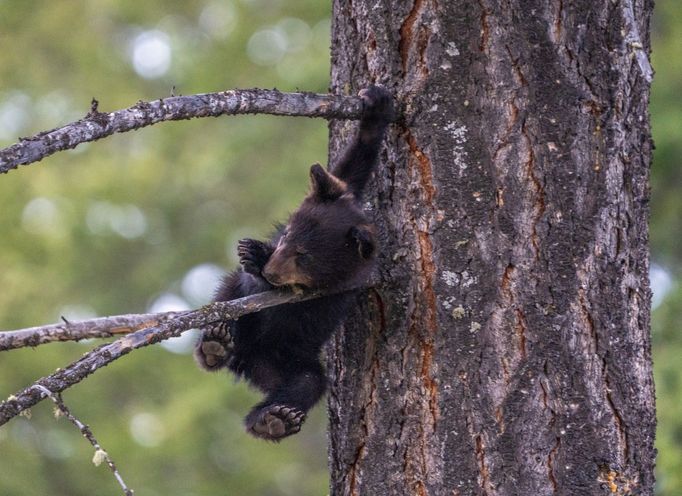 Finalisté soutěže Nikon Comedy Wildlife Awards 2024