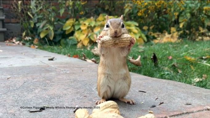 Zábavné fotky zvířat: finalisté soutěže Comedy Wildlife Awards 2020