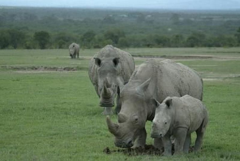 Rezervace Ol Pejeta v Keni