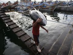 Přístavní pracovník snáší z rybářské lodi tuňáka. 9. ledna 2008, Filipíny