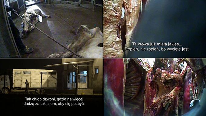 Záběry z polských jatek, kde poráželi nemocné krávy