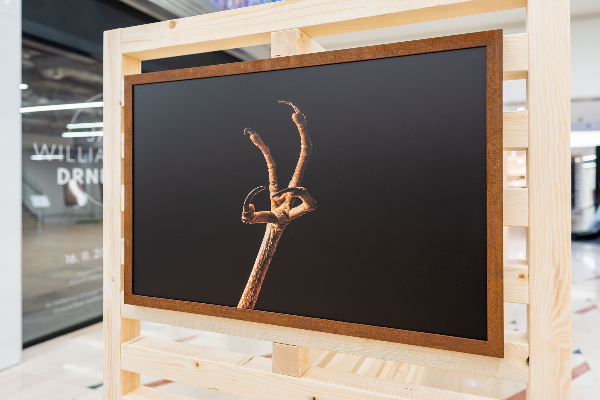 Zvířecí tlapy v úžasných detailech