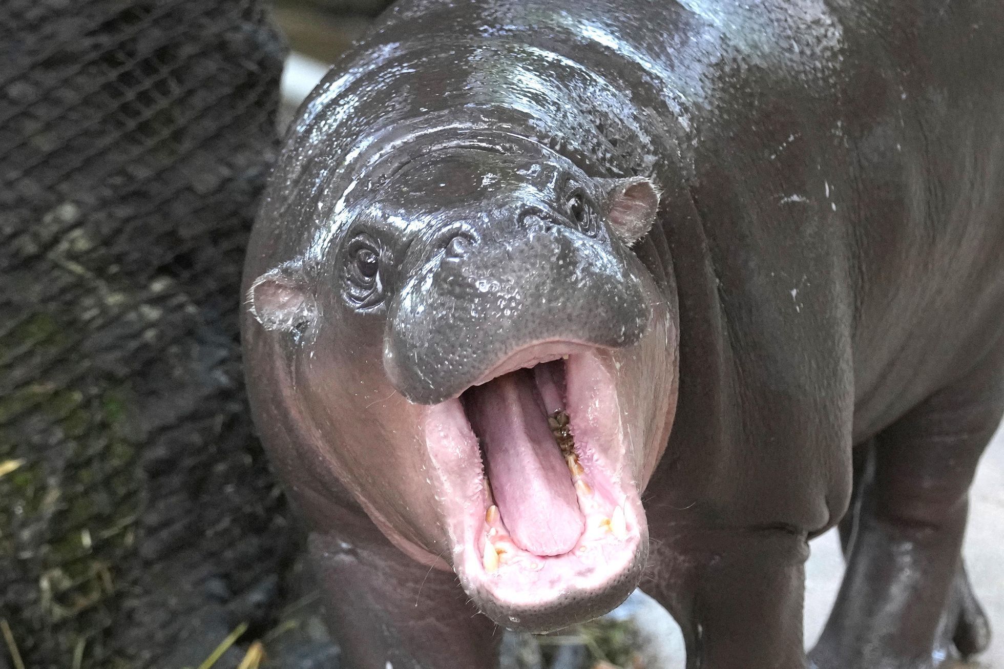 trpasličí hrošice, Moo Deng, ZOO, Thajsko