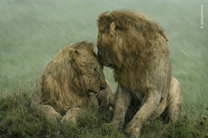 Wildlife Photographer of the Year, nominace na cenu veřejnosti