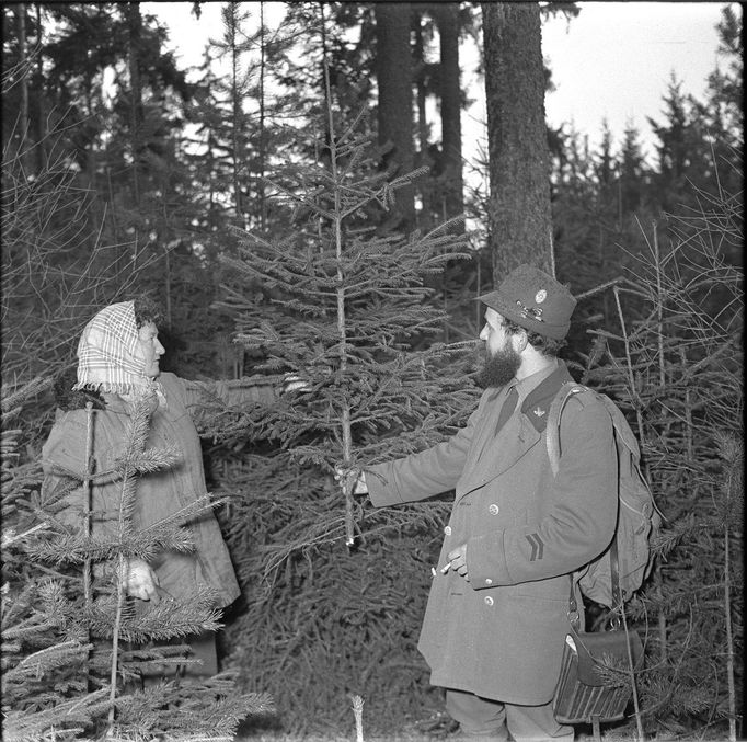 Výřez vánočního stromku v areálu lesního závodu Jihomoravského kraje. Rok 1965