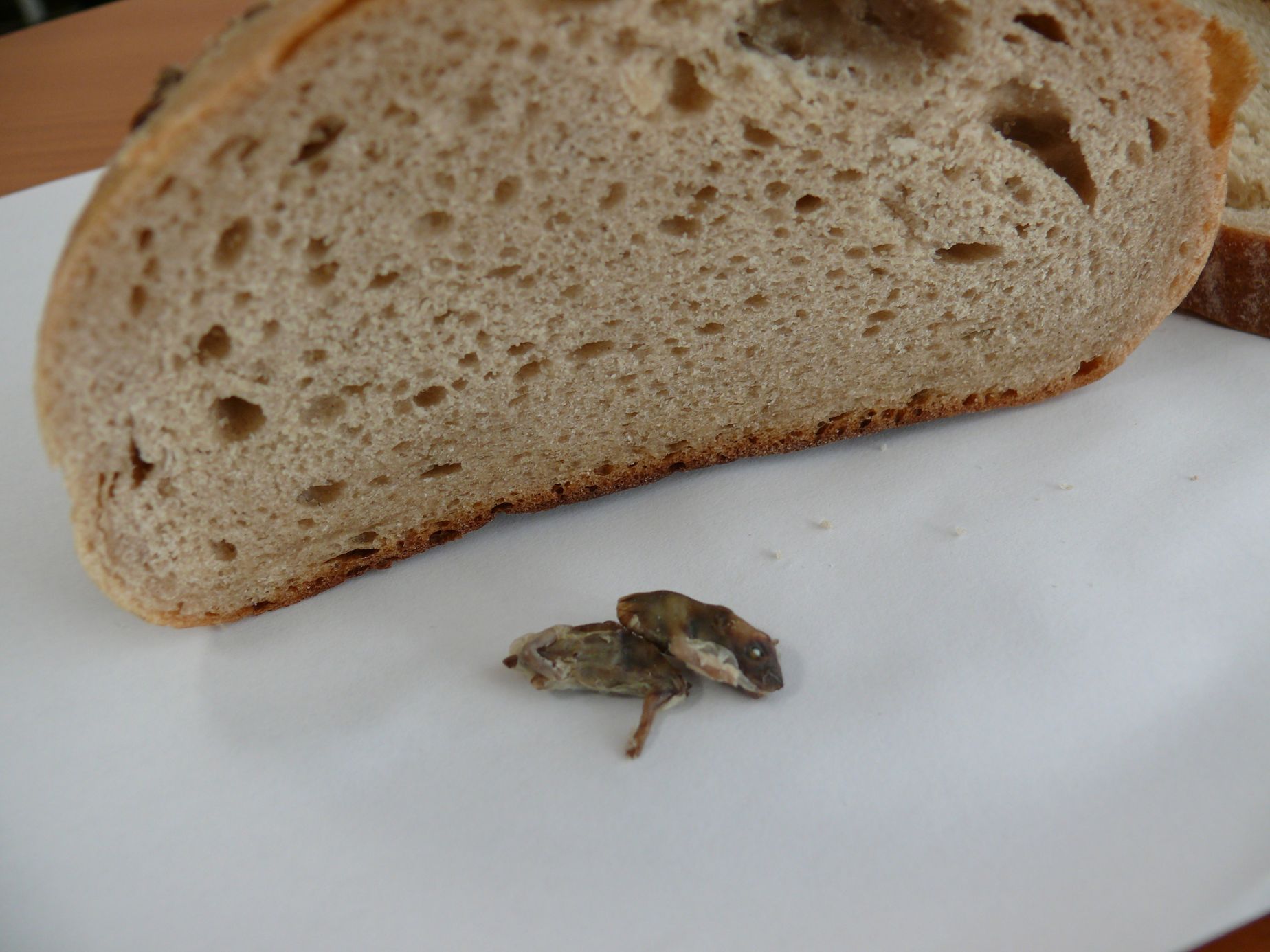Myš v chlebu
