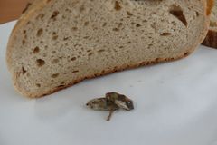 Kroměřížská pekárna zapekla do chleba myš