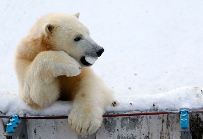 Roční lední medvěd Ikor v severojaponské zoo v Sapporu.