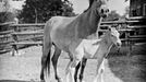 První koně byli umístěni v Netlukách u Prahy, v pražské zoo je mohli návštěvníci vidět od roku 1932