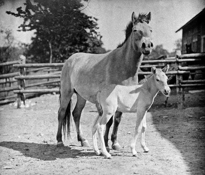 První koně byli umístěni v Netlukách u Prahy, v pražské zoo je mohli návštěvníci vidět od roku 1932