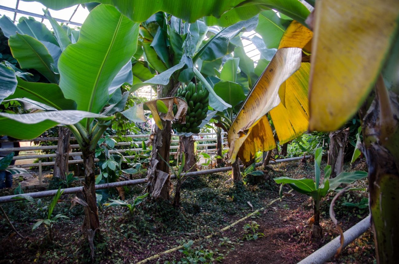 Banánový skleník na Islandu