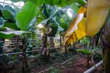 Univerzitní banánová plantáž je součástí velkého tropického skleníku, banánovníky zabírají rozlohu 700 metrů čtverečních. Ročně urodí asi 100 trsů banánů, z nichž jeden má průměrně 15 kilo. Větší plantáže jsou v rámci Evropy jen na Kanárských ostrovech, ty však nejsou kryté.