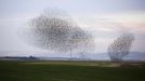 A flock of starlings fly over an agricultural field near the southern Israeli city of Netivot January 24, 2013. REUTERS/Amir Cohen (ISRAEL - Tags: ANIMALS ENVIRONMENT) Published: Led. 24, 2013, 6:36 odp.